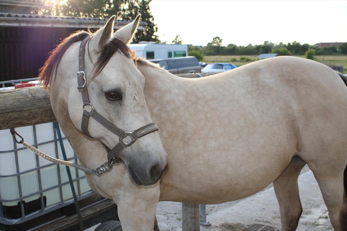 Anden særlig race Cee Bee Gipsy R.I.P - 29.06.11 billede 2