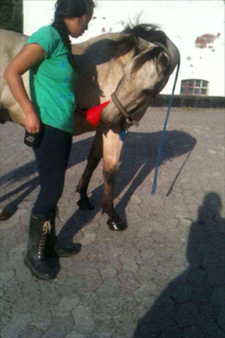 Anden særlig race Cee Bee Gipsy R.I.P - 15.08.11 Klikkertræning - såååå dygtig en dreng :D billede 6
