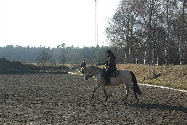 Anden særlig race Cee Bee Gipsy R.I.P - 20.03.11 - Vores første western time :) billede 4