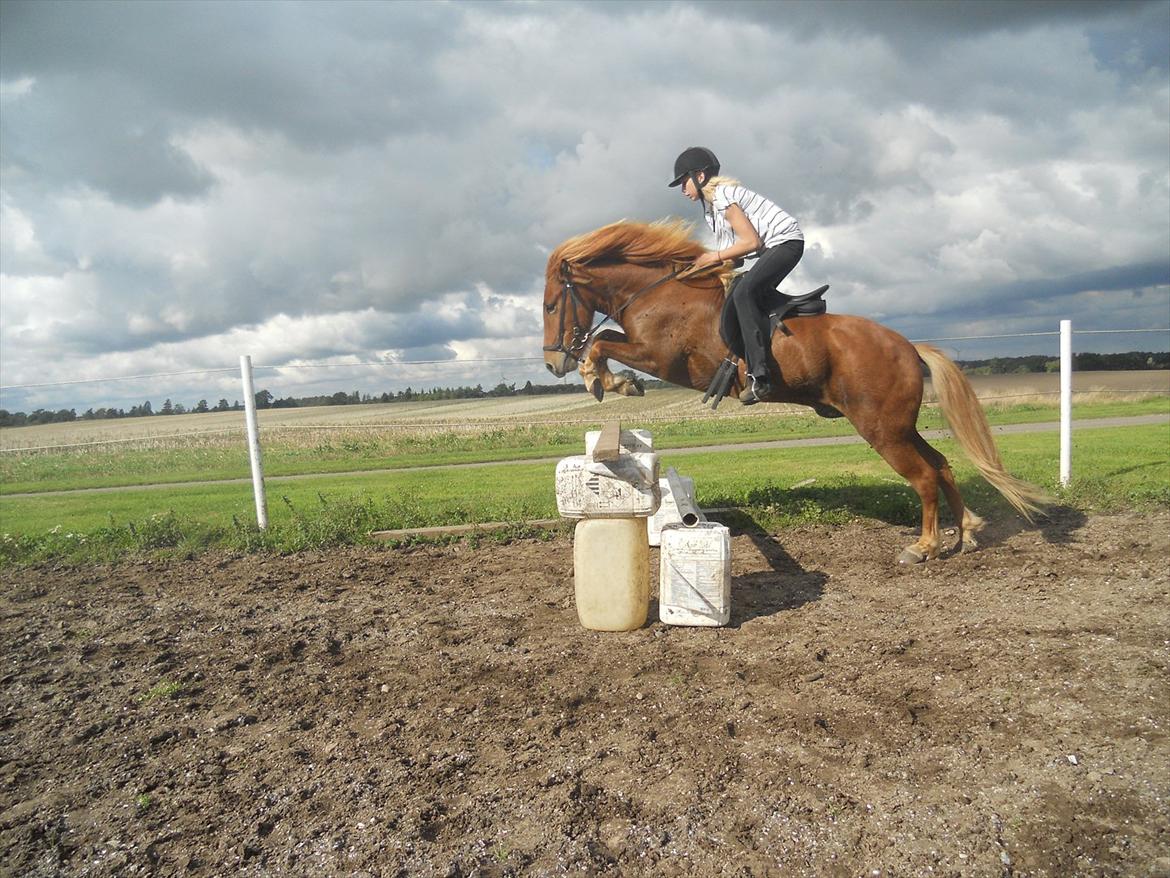 Islænder .:Gaski Fra Stokbro:. .:Perlen: *Mors* - Øver mig til mit spring stævne!!! <3

foto: Piplauk O.T. billede 7