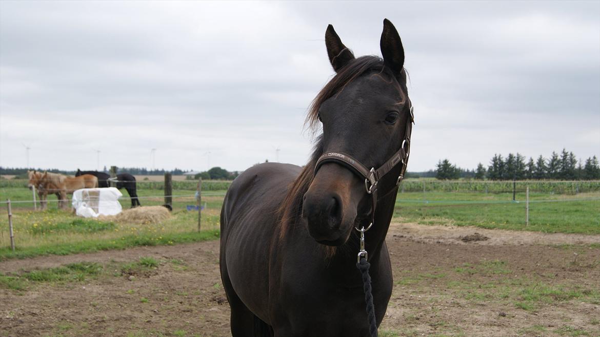 Anden særlig race Annabell billede 6