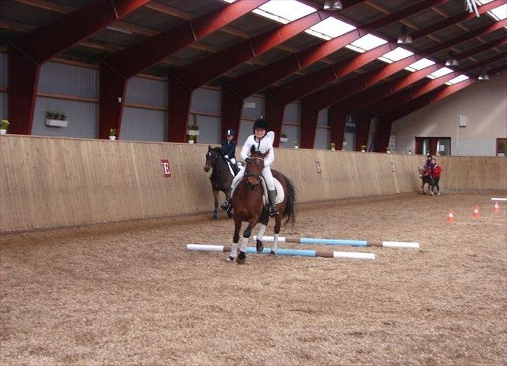 Anden særlig race Cher - Cher og mig til fastelavn billede 7