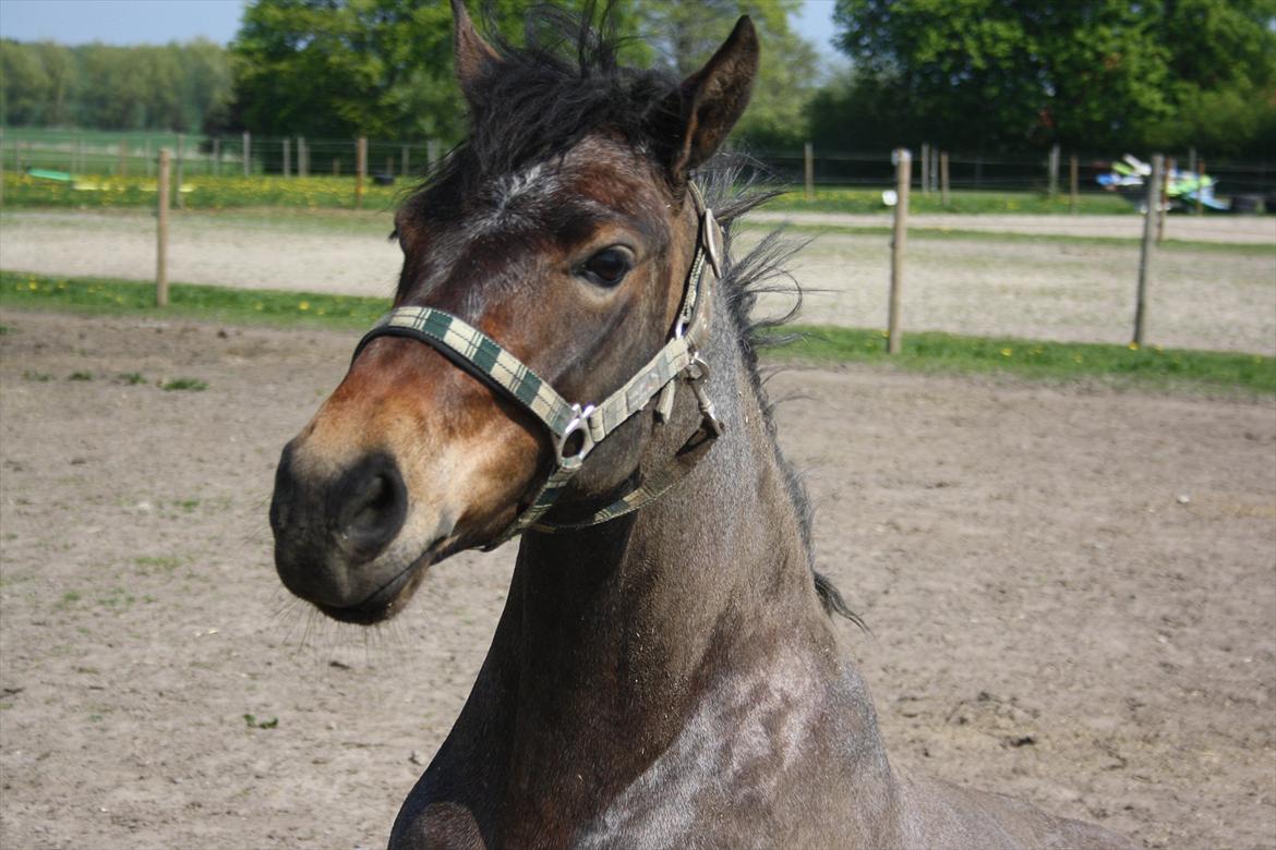 Welsh Partbred (Sec F) Kildegård Laura  billede 17