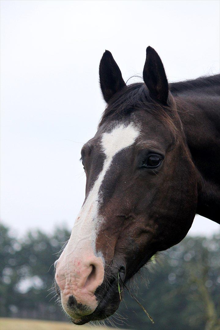 Oldenborg LARSEN - 01/09 - 2011: Foto - Mig billede 2