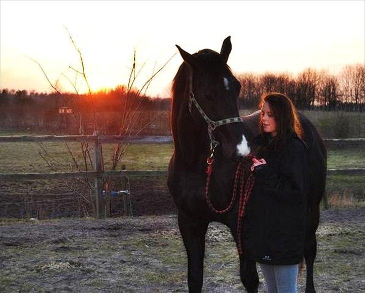 Hannoveraner Weltonas Star † billede 9