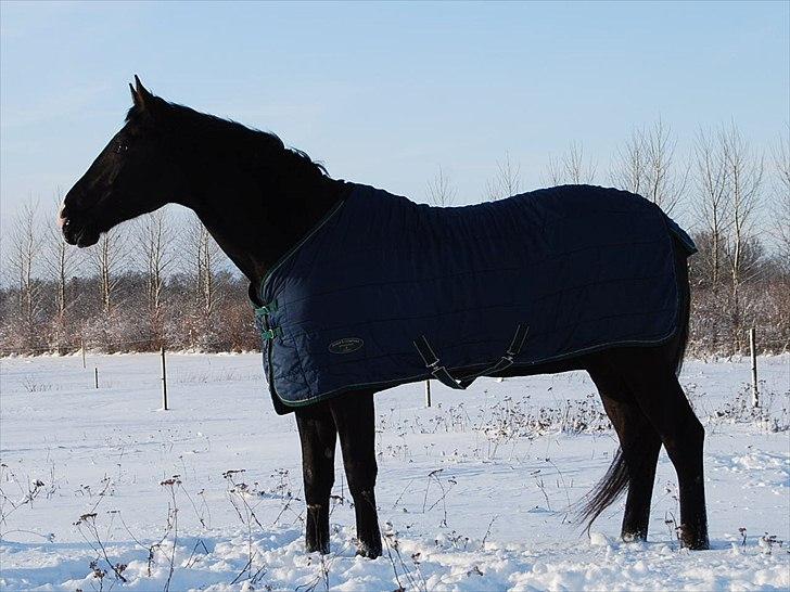 Hannoveraner Weltonas Star † - Willy i sneen (:  billede 10