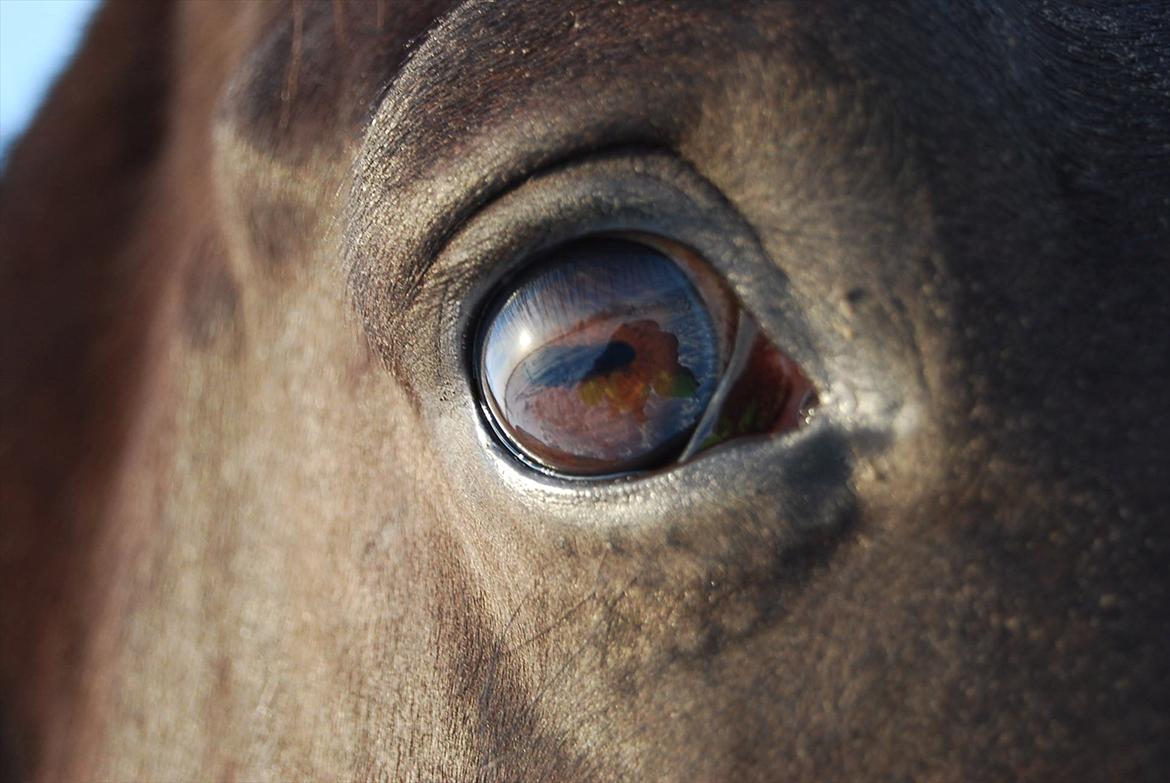 Hannoveraner Weltonas Star † - De smukkeste øjne ...  billede 11