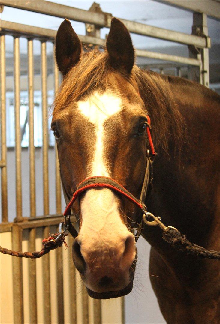 Oldenborg LARSEN - Sommer 2011 billede 5