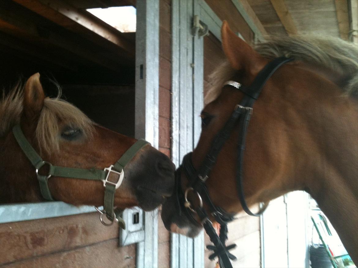 New Forest Firfod Flittiglize - Flittig's kæreste Mickey ;) De eeeelsker hinanden :D  billede 19