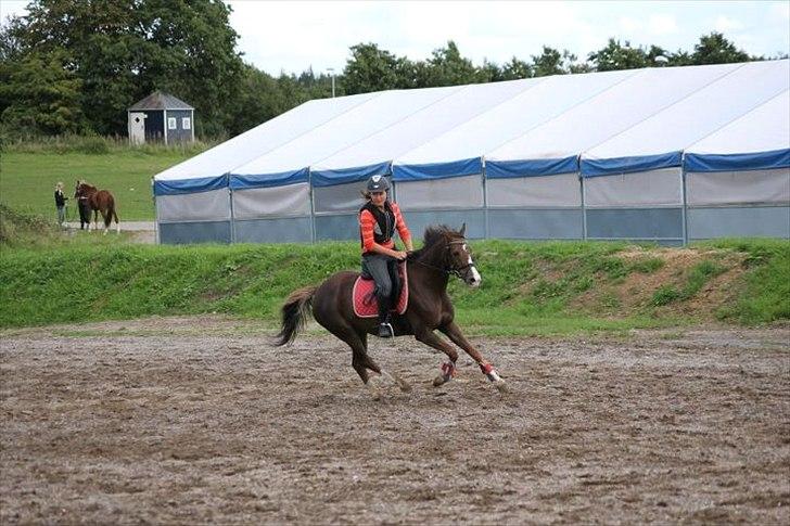 Tysk Sportspony starpower ladysmock /smokie - vending med fokusXD billede 13