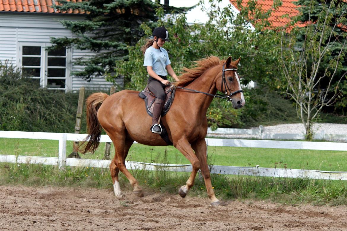 Dansk Varmblod POSEIDON - 01/09 - 2011: Foto - Gitte billede 1
