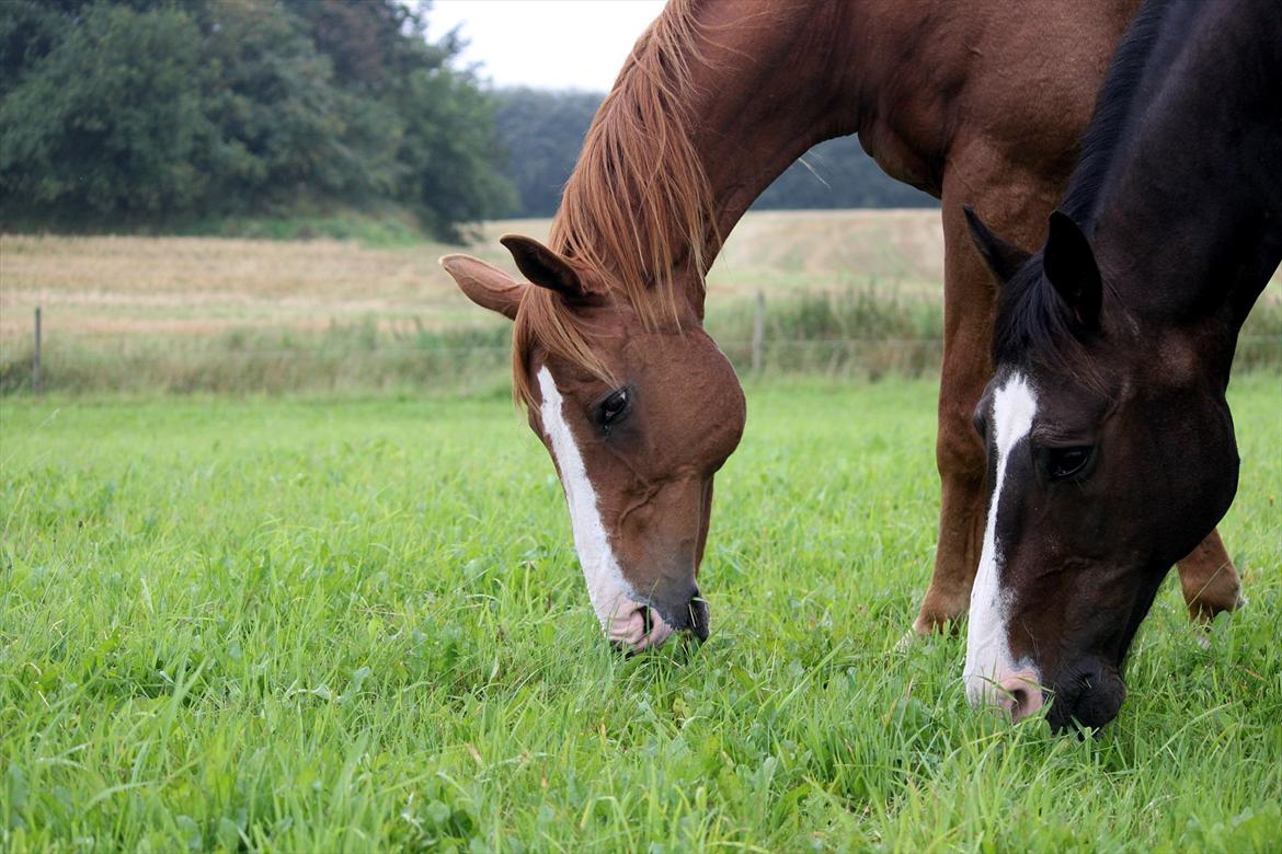 Dansk Varmblod POSEIDON - 25/08 - 2011: Foto - mig billede 2