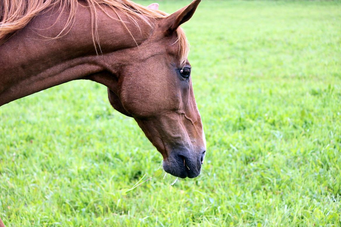 Dansk Varmblod POSEIDON - 25/08 - 2011: Foto - mig billede 3