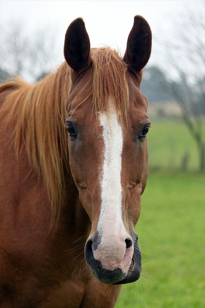 Dansk Varmblod POSEIDON - 25/08 - 2011: Foto - mig billede 4