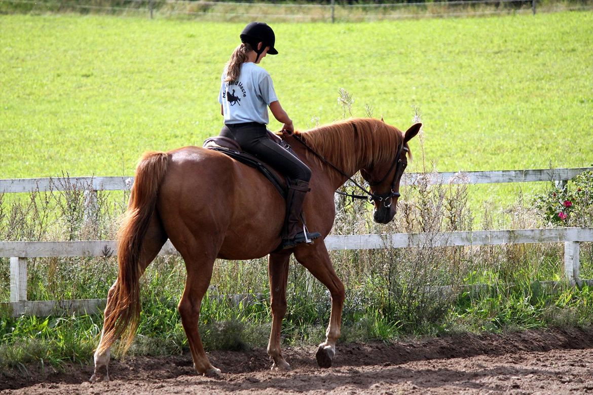 Dansk Varmblod POSEIDON - 01/09 - 2011: Foto - Gitte billede 5