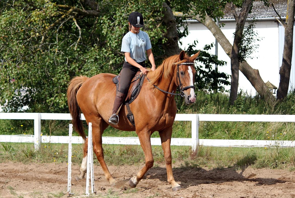 Dansk Varmblod POSEIDON - 01/09 - 2011: Foto - Gitte billede 6