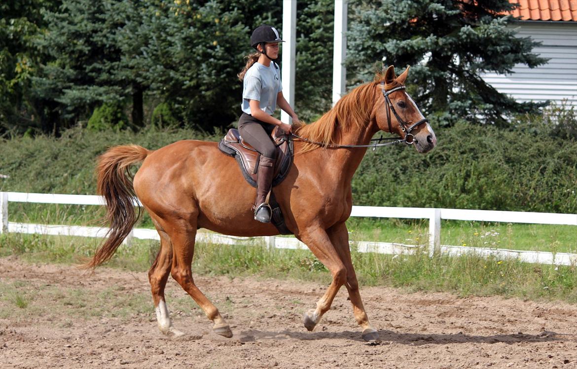 Dansk Varmblod POSEIDON - 01/09 - 2011: Foto - Gitte billede 7