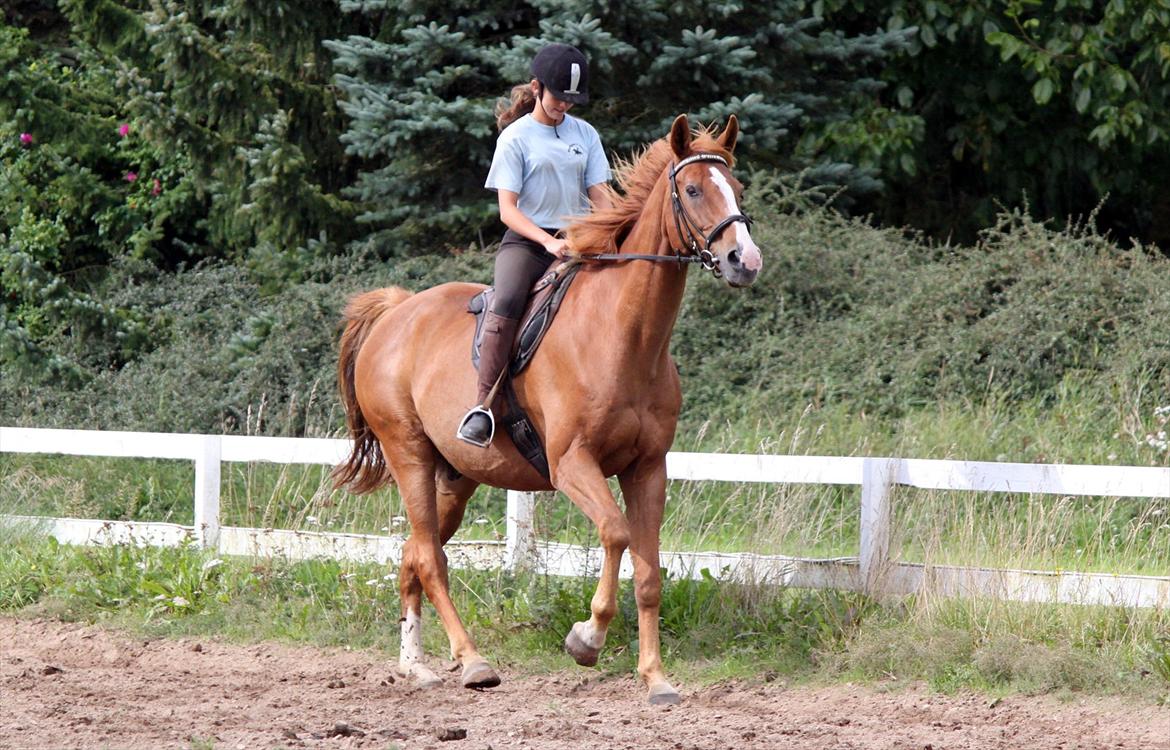 Dansk Varmblod POSEIDON - 01/09 - 2011: Foto - Gitte billede 8