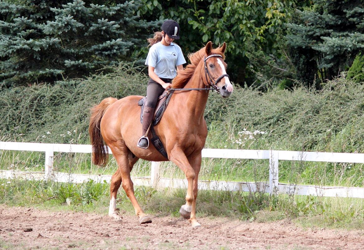 Dansk Varmblod POSEIDON - 01/09 - 2011: Foto - Gitte billede 9