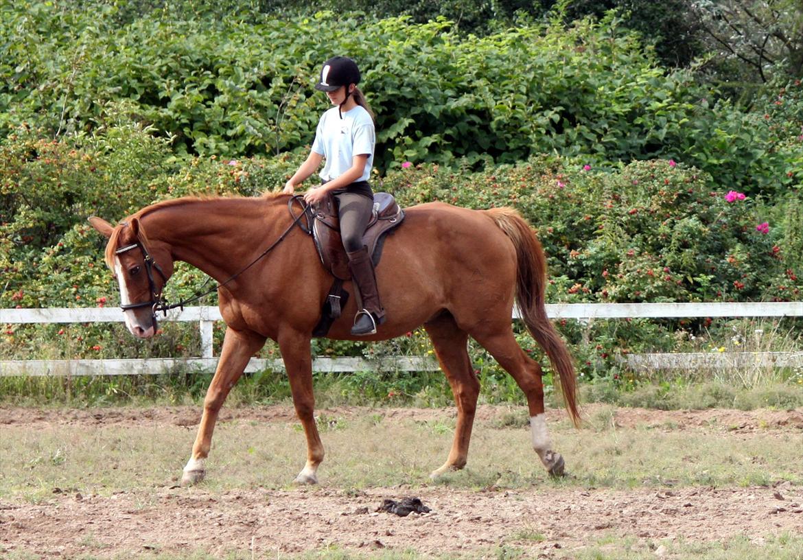 Dansk Varmblod POSEIDON - 01/09 - 2011: Foto - Gitte billede 10