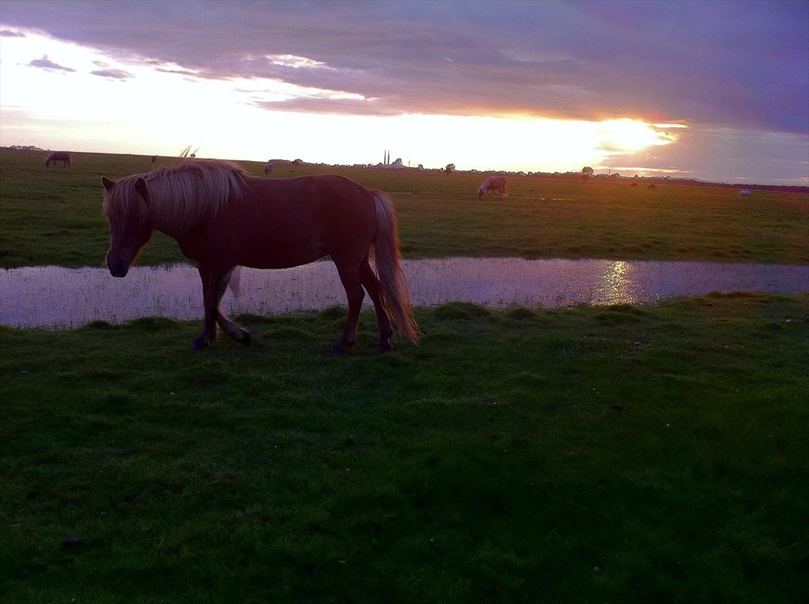Islænder Düfa fra Attemosegård billede 18