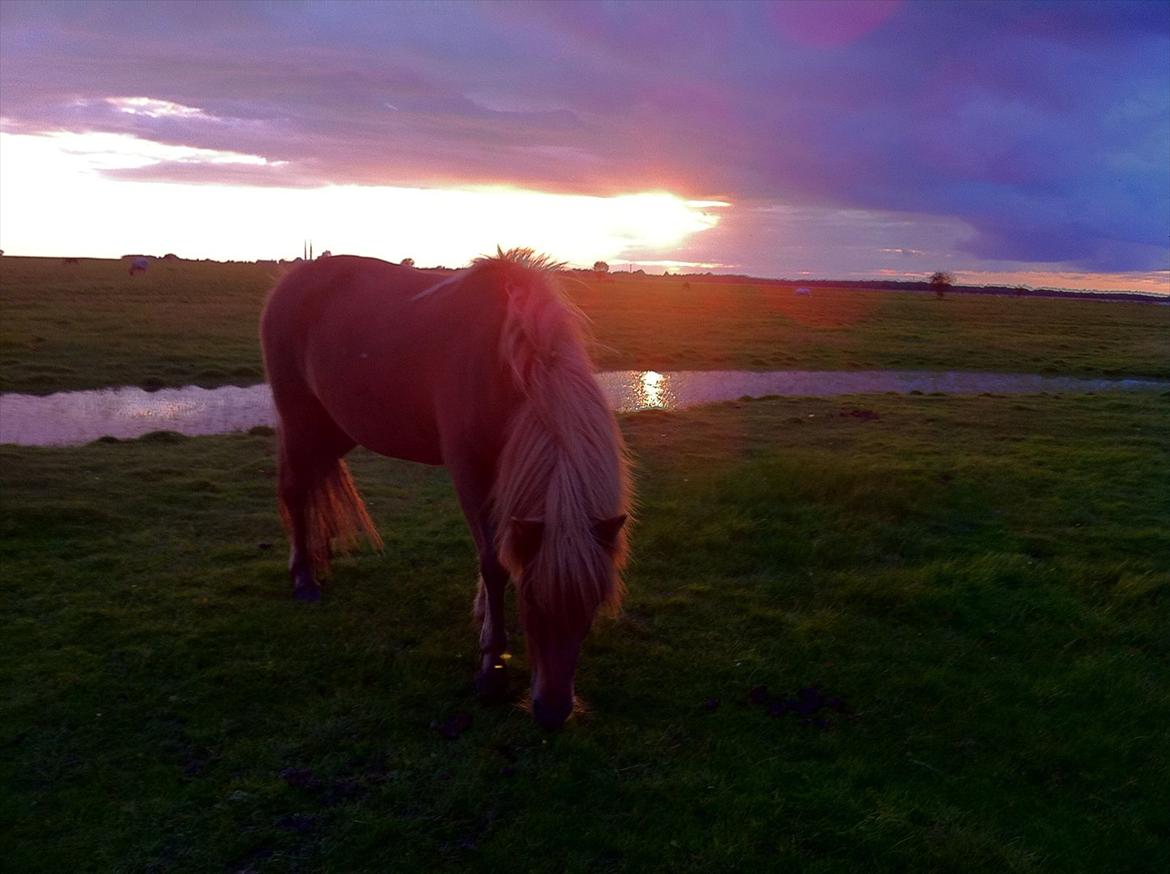 Islænder Düfa fra Attemosegård billede 19