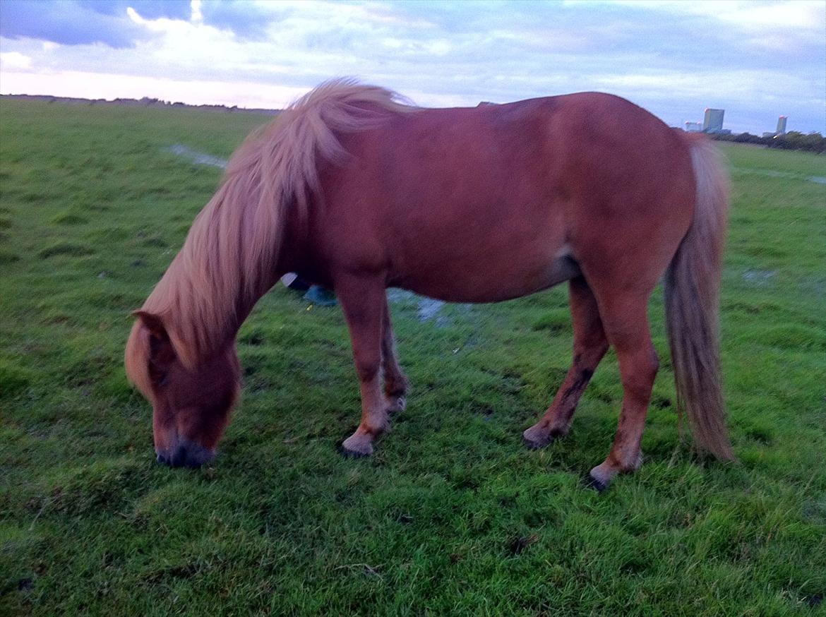 Islænder Düfa fra Attemosegård billede 20