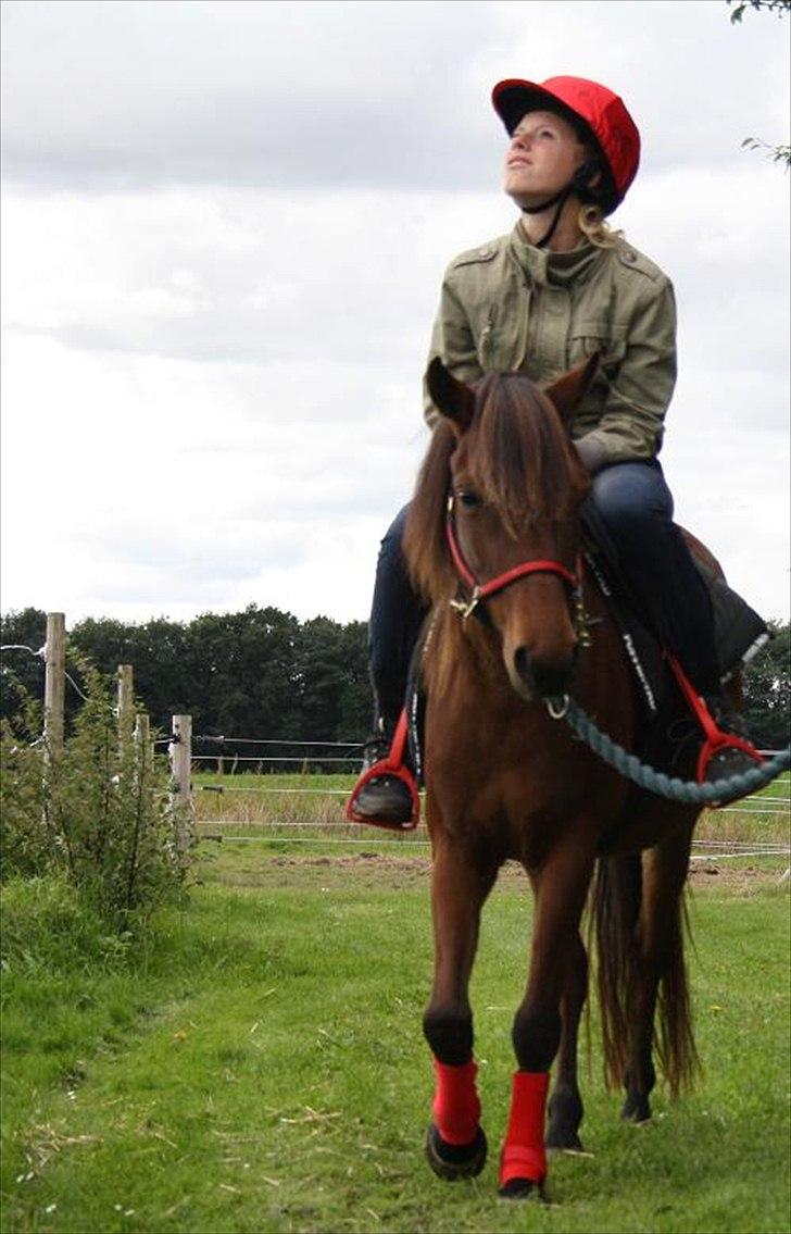 Gotlandsruss Hellestruplunds Geena (lånehest) - 4 gang på Geena <3 sååå stolt !! billede 9