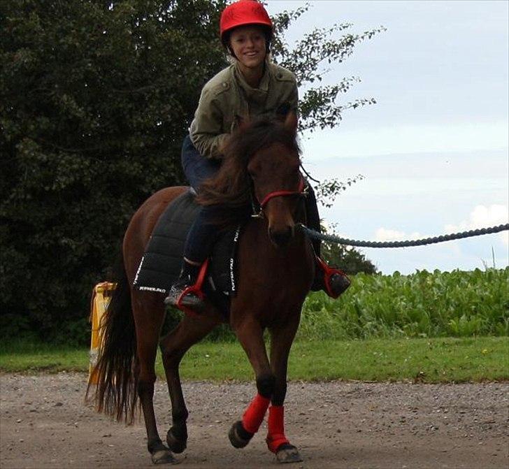 Gotlandsruss Hellestruplunds Geena (lånehest) - <3 billede 10
