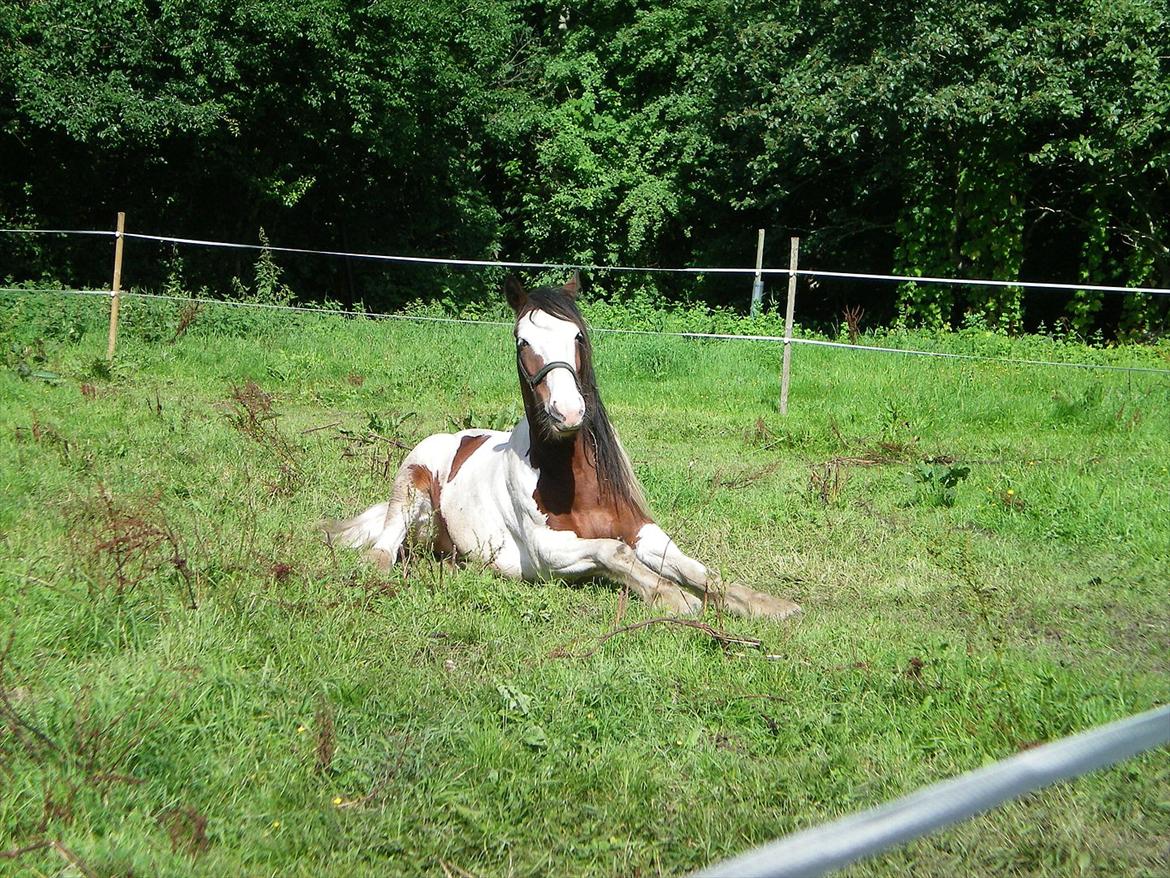Tinker Satin´s Bacardi (tidligere hest)  - han ligger og hygger;) billede 10