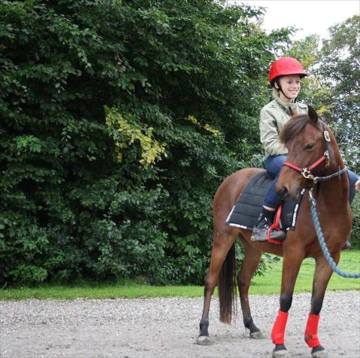Gotlandsruss Hellestruplunds Geena (lånehest) billede 11