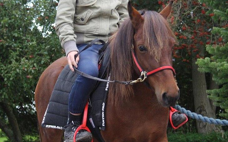 Gotlandsruss Hellestruplunds Geena (lånehest) - Velkommen til Hellestruplunds Geena's Profil<3 billede 1