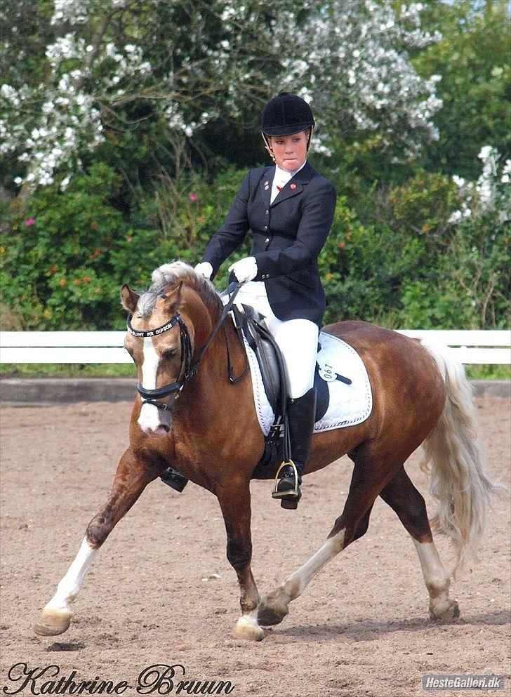 Welsh Pony af Cob-type (sec C) Fjordglimts Mr. Gipson - LA6 - Første pind til landsplan, med knap 64 % billede 13