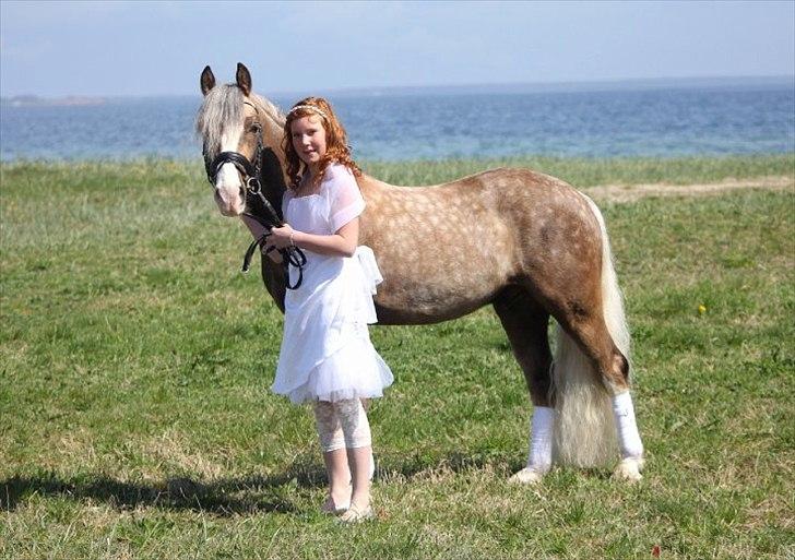 Welsh Pony af Cob-type (sec C) Fjordglimts Mr. Gipson billede 15