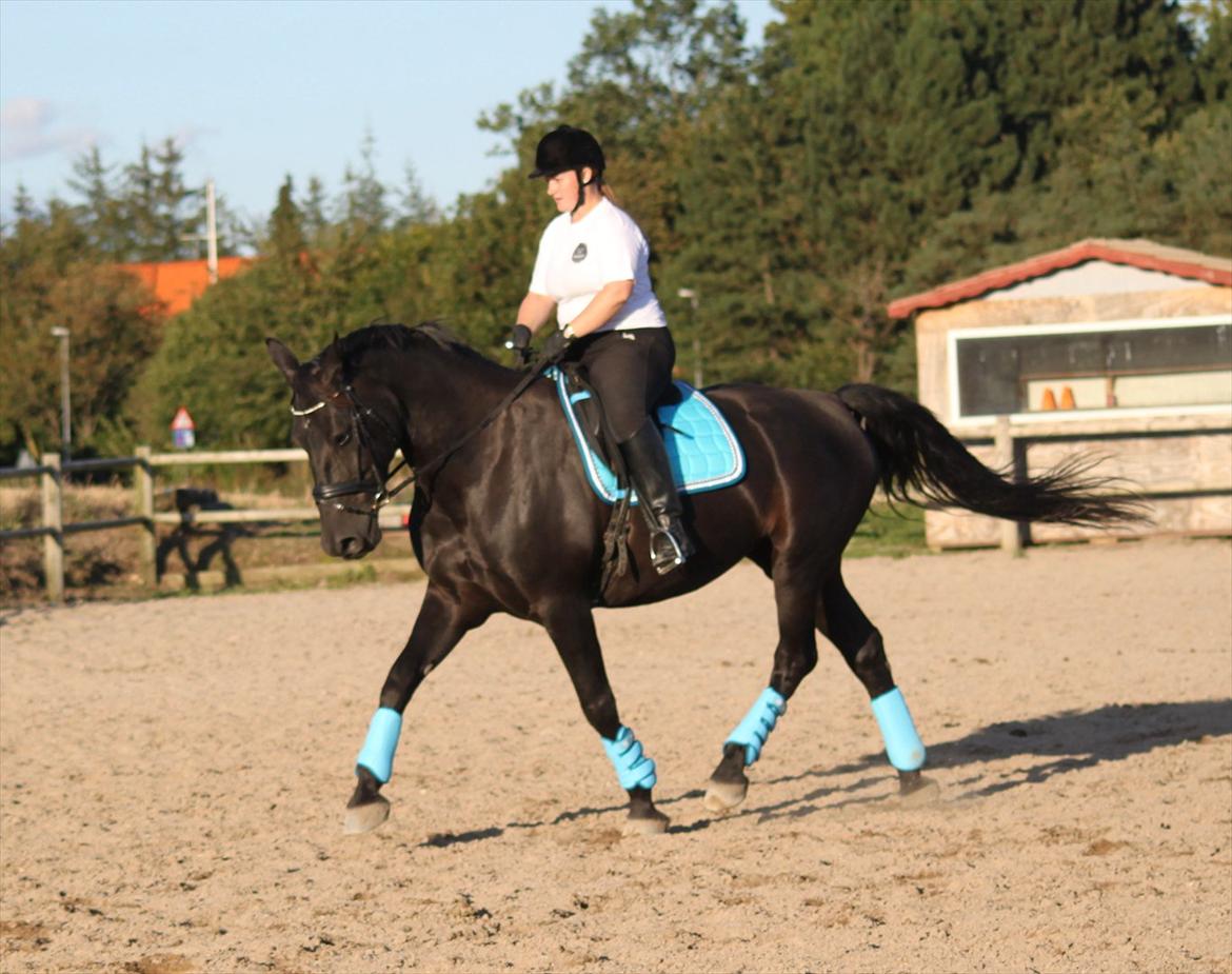Oldenborg Bella af Hesselbjerggård billede 9