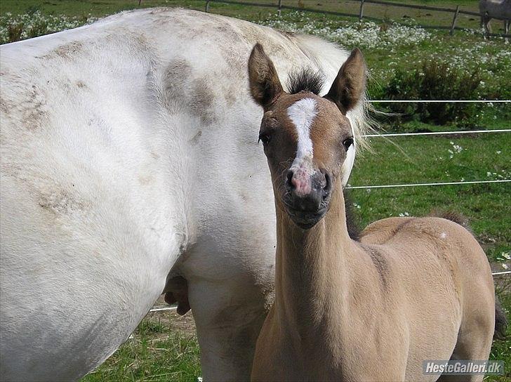 Appaloosa Kachina Cloud - Ska vi møs? billede 1
