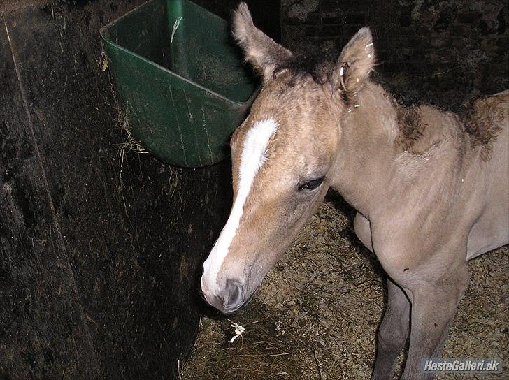 Appaloosa Kachina Cloud - Helt ny og våd : )  billede 2