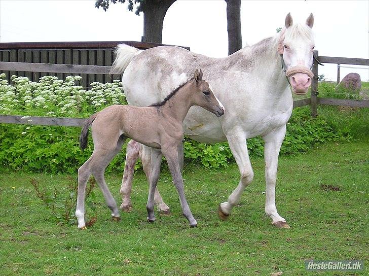 Appaloosa Kachina Cloud - Første gang på fold med moar. billede 3