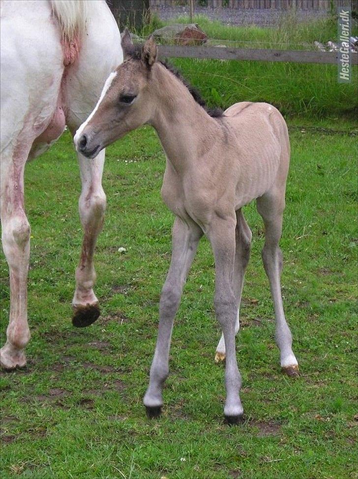 Appaloosa Kachina Cloud billede 4