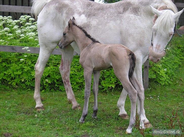 Appaloosa Kachina Cloud billede 5