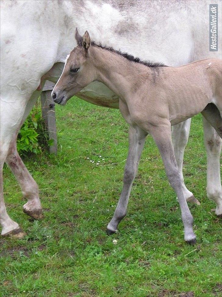 Appaloosa Kachina Cloud billede 6