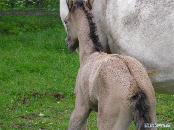Appaloosa Kachina Cloud billede 7