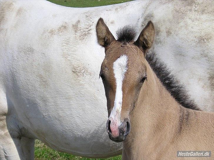 Appaloosa Kachina Cloud billede 8