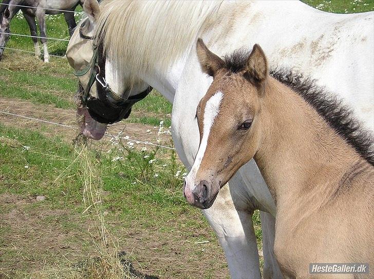 Appaloosa Kachina Cloud billede 9