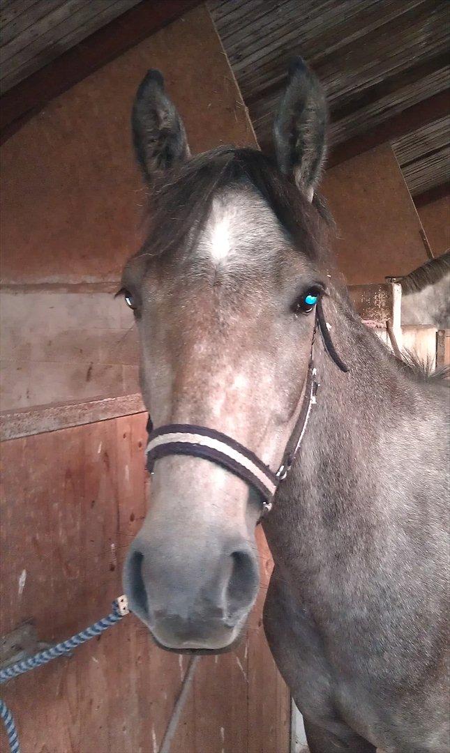 Anden særlig race Basim Bum Bum Solgt :'( - Fine Basim, som står pænt i stalden :) billede 1