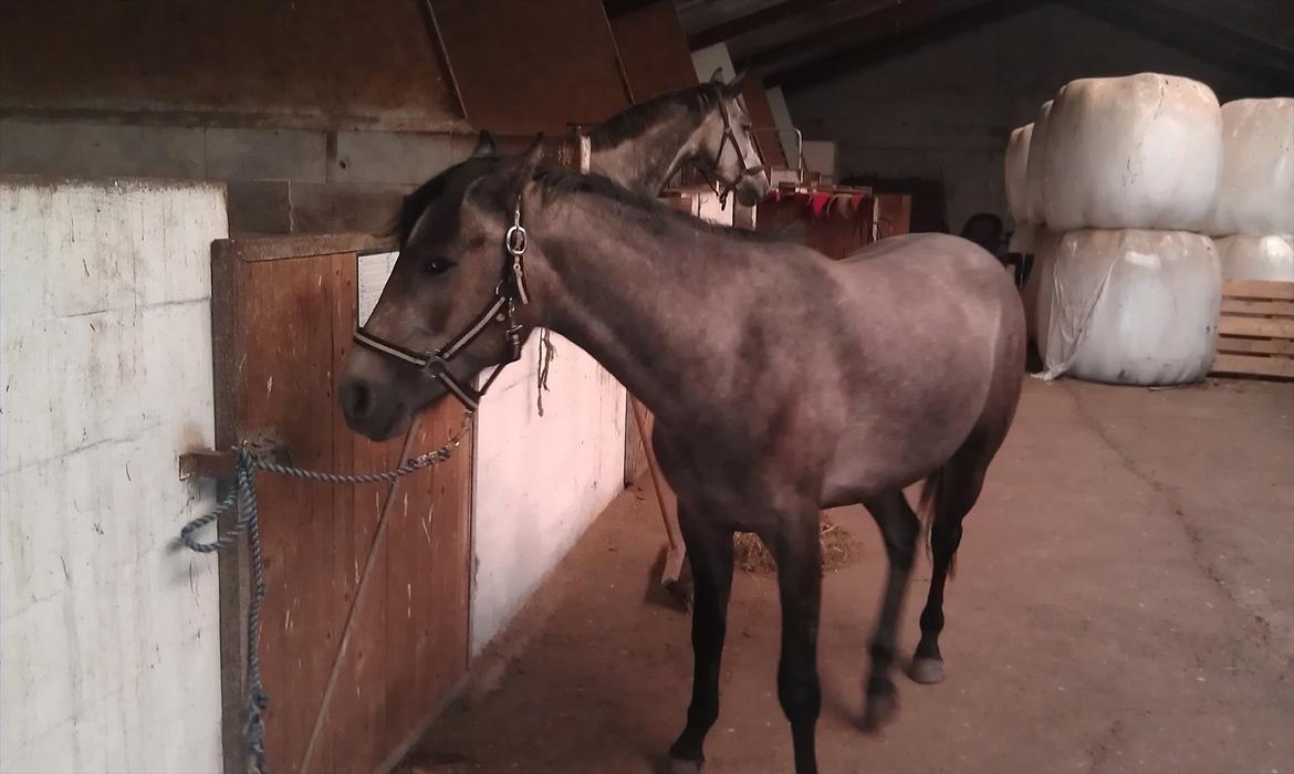 Anden særlig race Basim Bum Bum Solgt :'( - I stalden billede 2