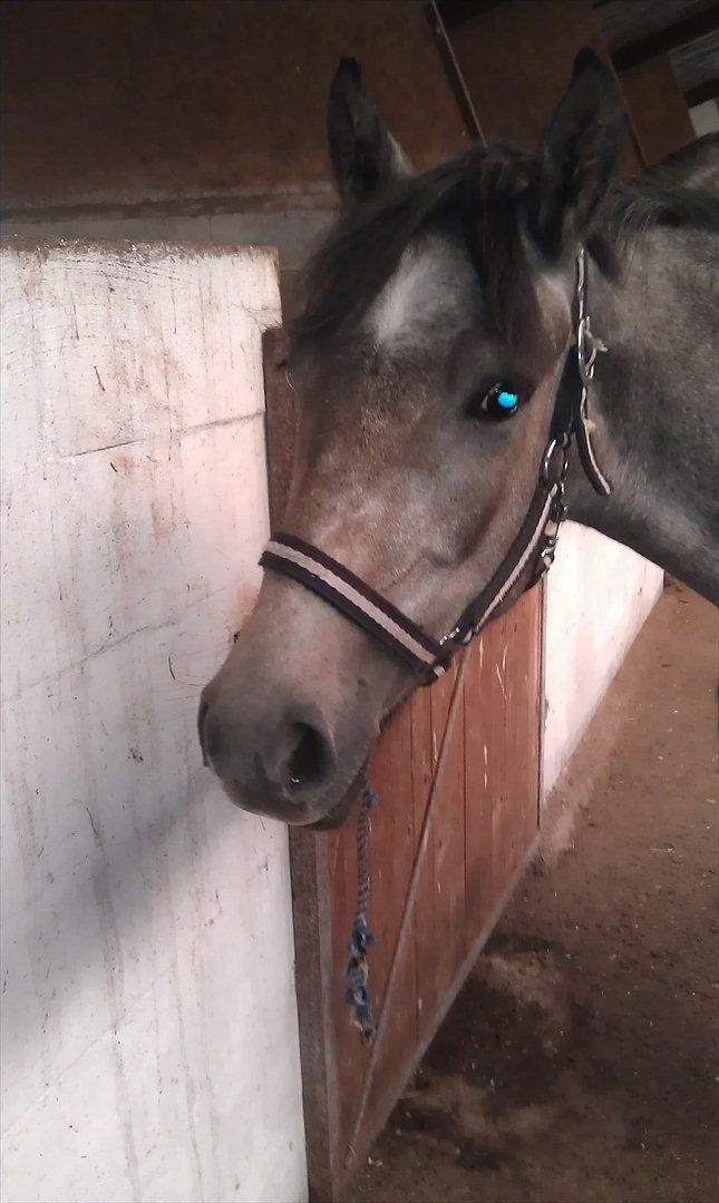 Anden særlig race Basim Bum Bum Solgt :'( - i stalden billede 3