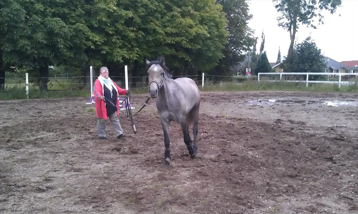 Anden særlig race Basim Bum Bum Solgt :'( - Så bliver lille Basim longeret billede 4