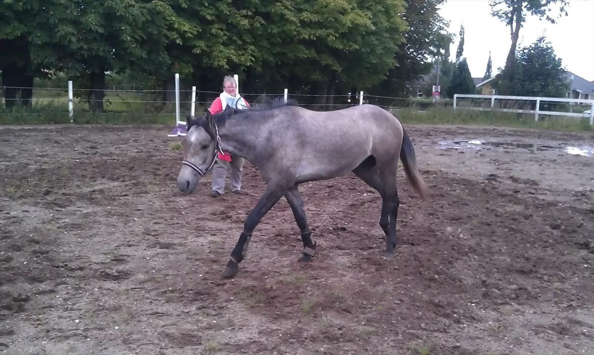 Anden særlig race Basim Bum Bum Solgt :'( - I longen billede 5