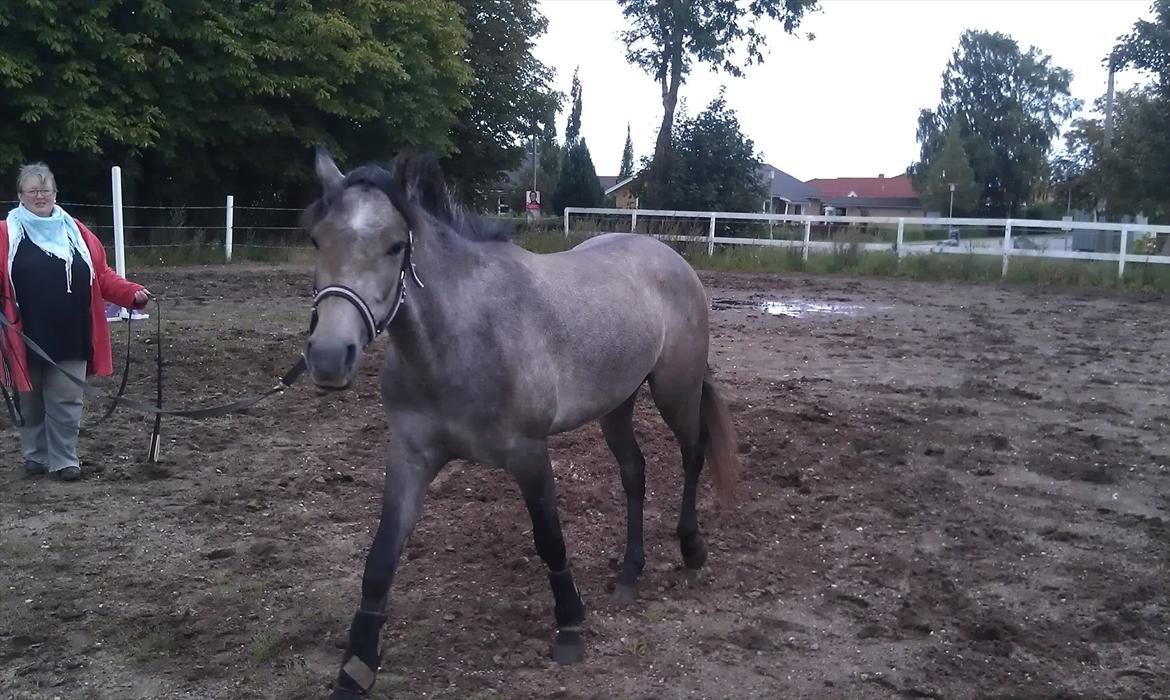 Anden særlig race Basim Bum Bum Solgt :'( - I longen billede 6